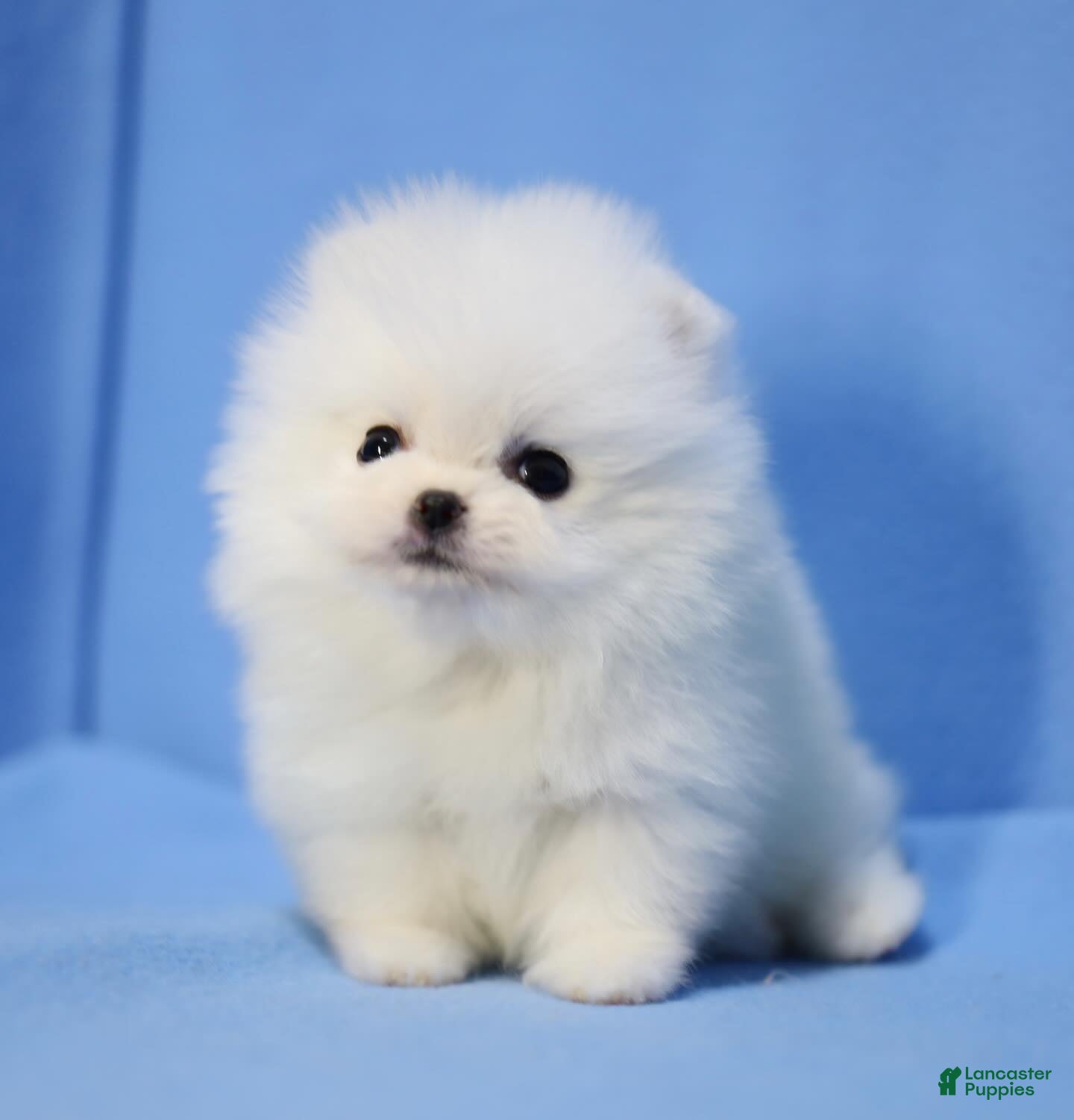 Pomeranian dogs Ria - Ad 18