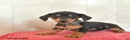 Miniature Dachshund dogs for sale: Fairy  - Ad 1
