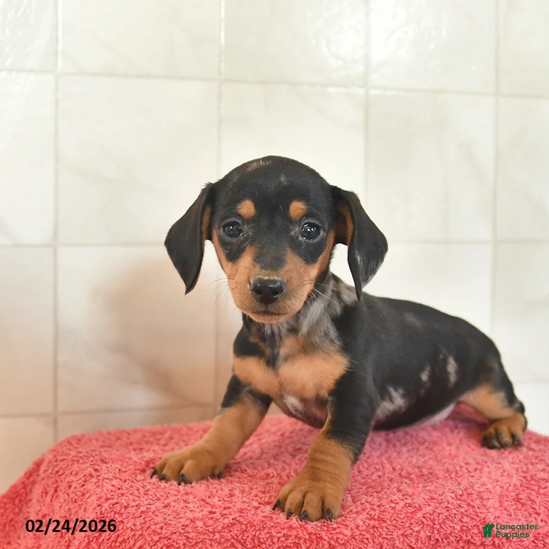 Miniature Dachshund dogs for sale: Fairy  - Ad 1