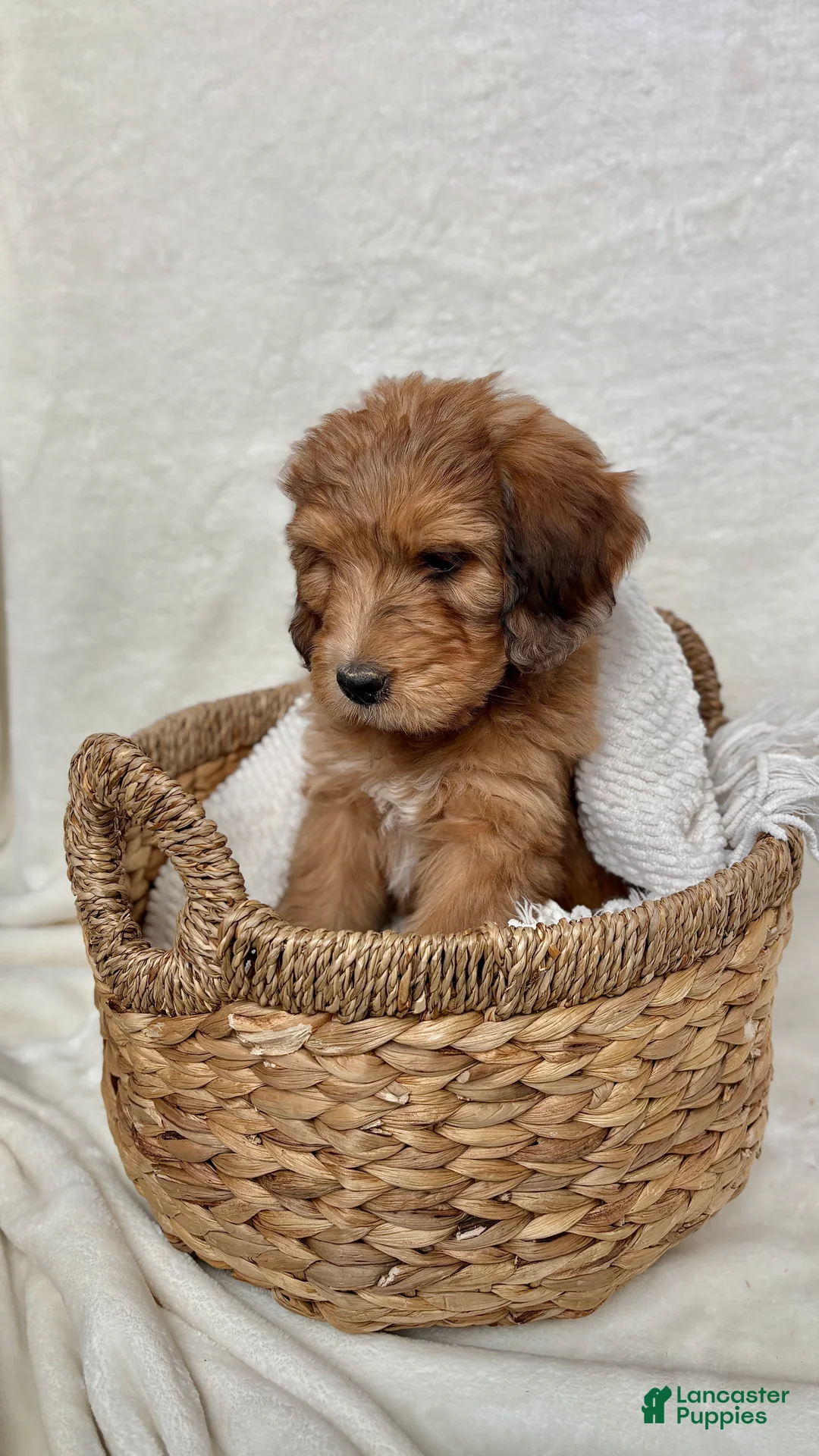 Bernedoodle dogs for sale: Coco - Ad 5