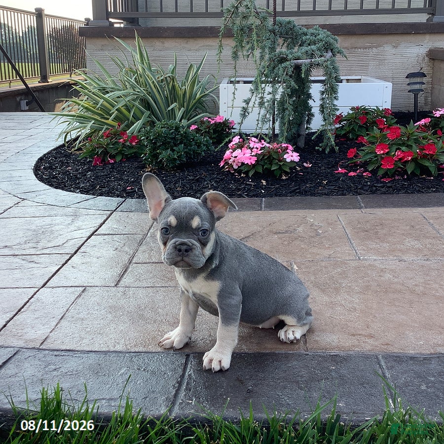 French Bulldog dogs Jess - Ad 1