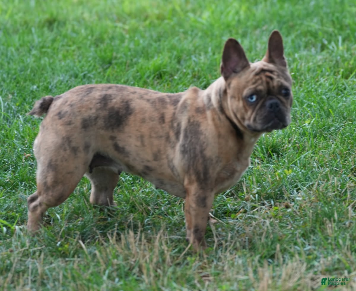 French Bulldog dogs Jackie - Ad 7