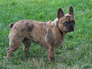 French Bulldog dogs Jackie - Ad 20