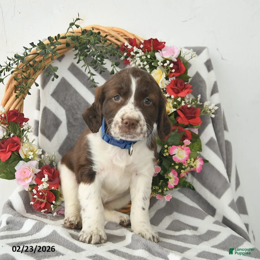 English Springer Spaniel dogs for sale: Dover  - Ad 2