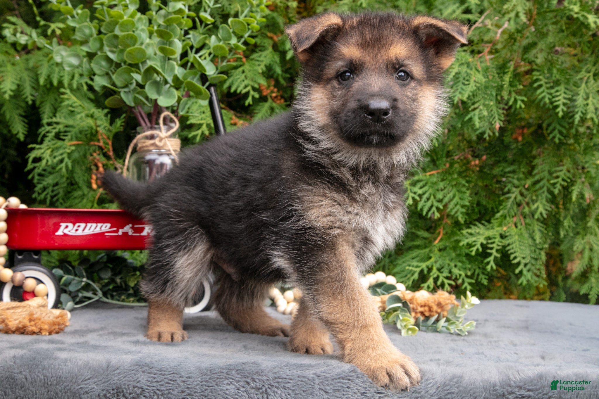 Vader (German Shepherd, Male) in Bremen, IN