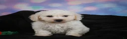 Bichon Frise dogs for sale: Jimmy - Ad 7