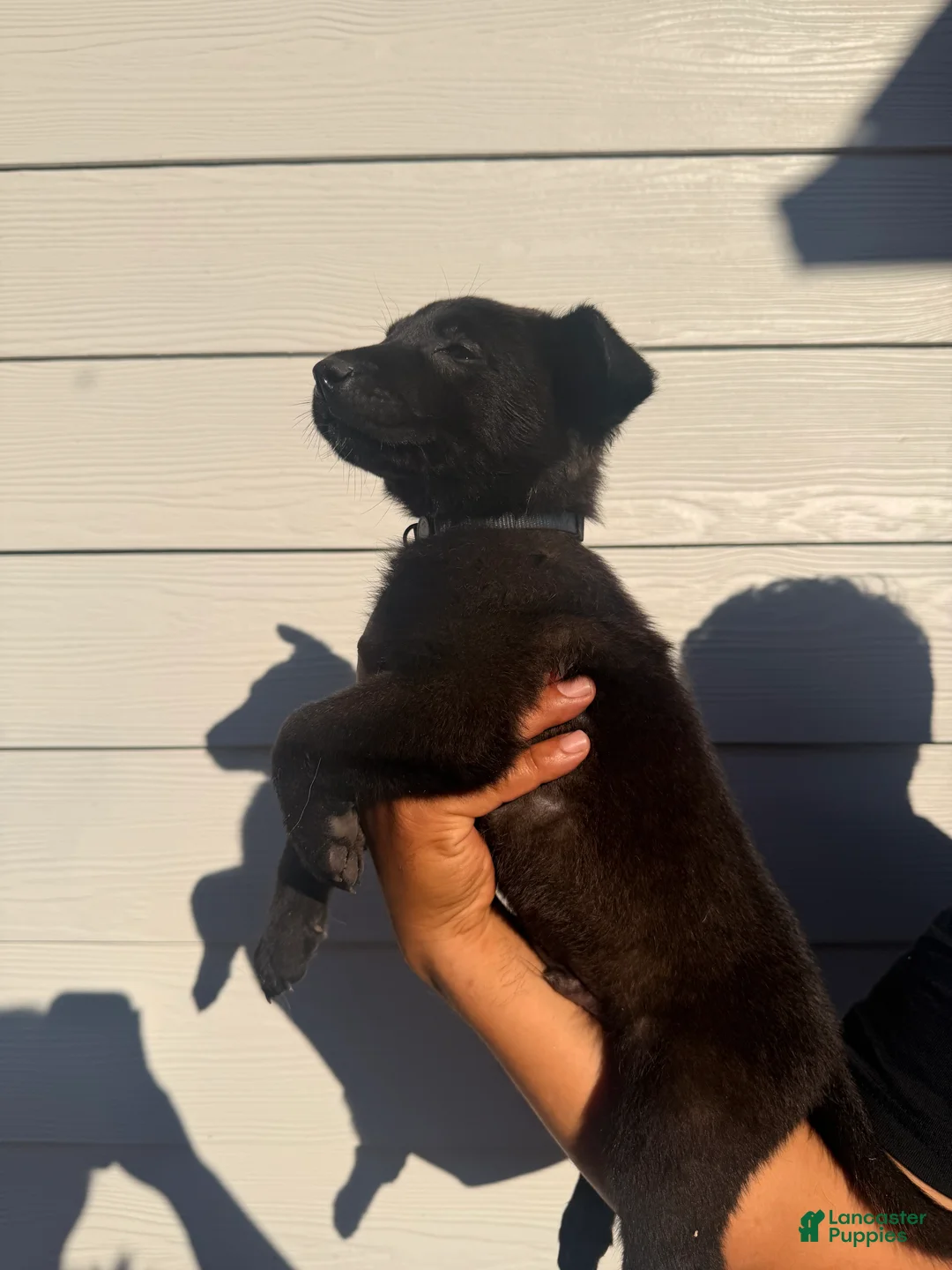 Belgian Malinois dogs for sale: Blue collar  - Ad 1