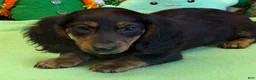 Miniature Dachshund dogs for sale: Miniature Dachshund Max - Ad 3
