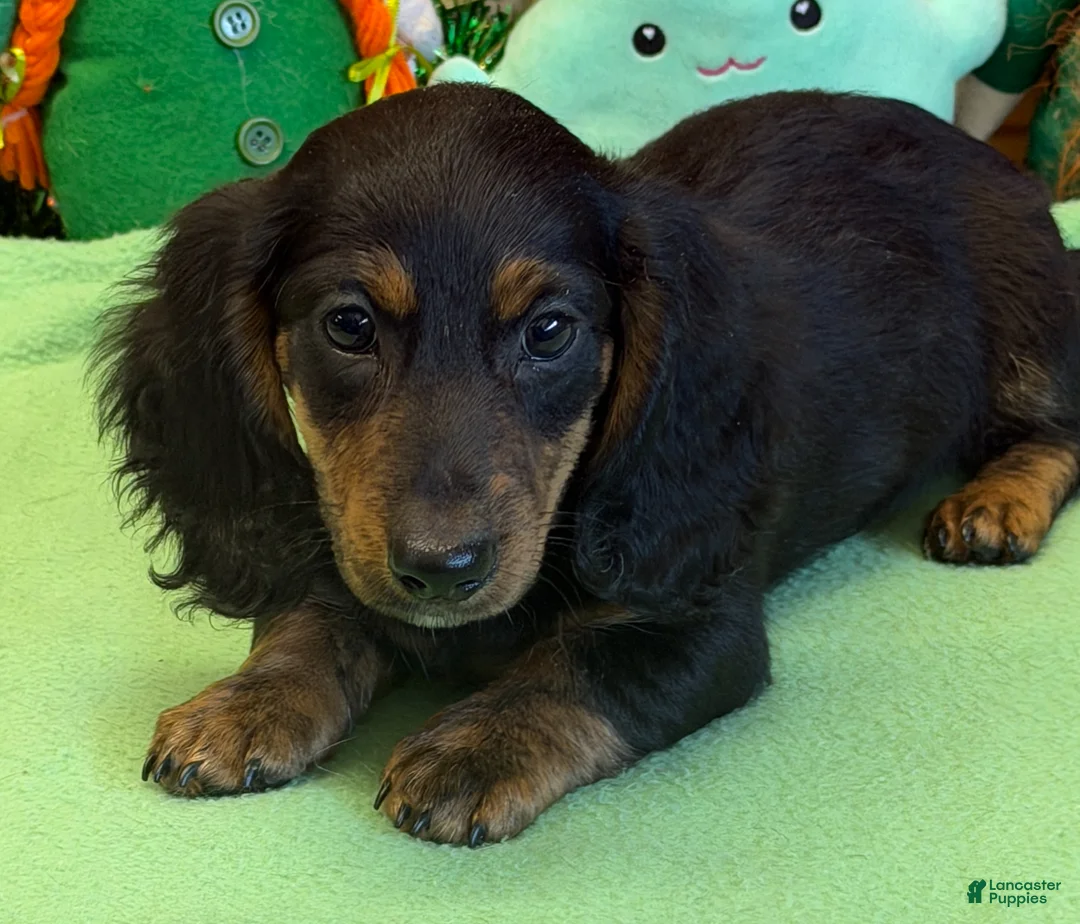 Miniature Dachshund dogs for sale: Miniature Dachshund Max - Ad 3