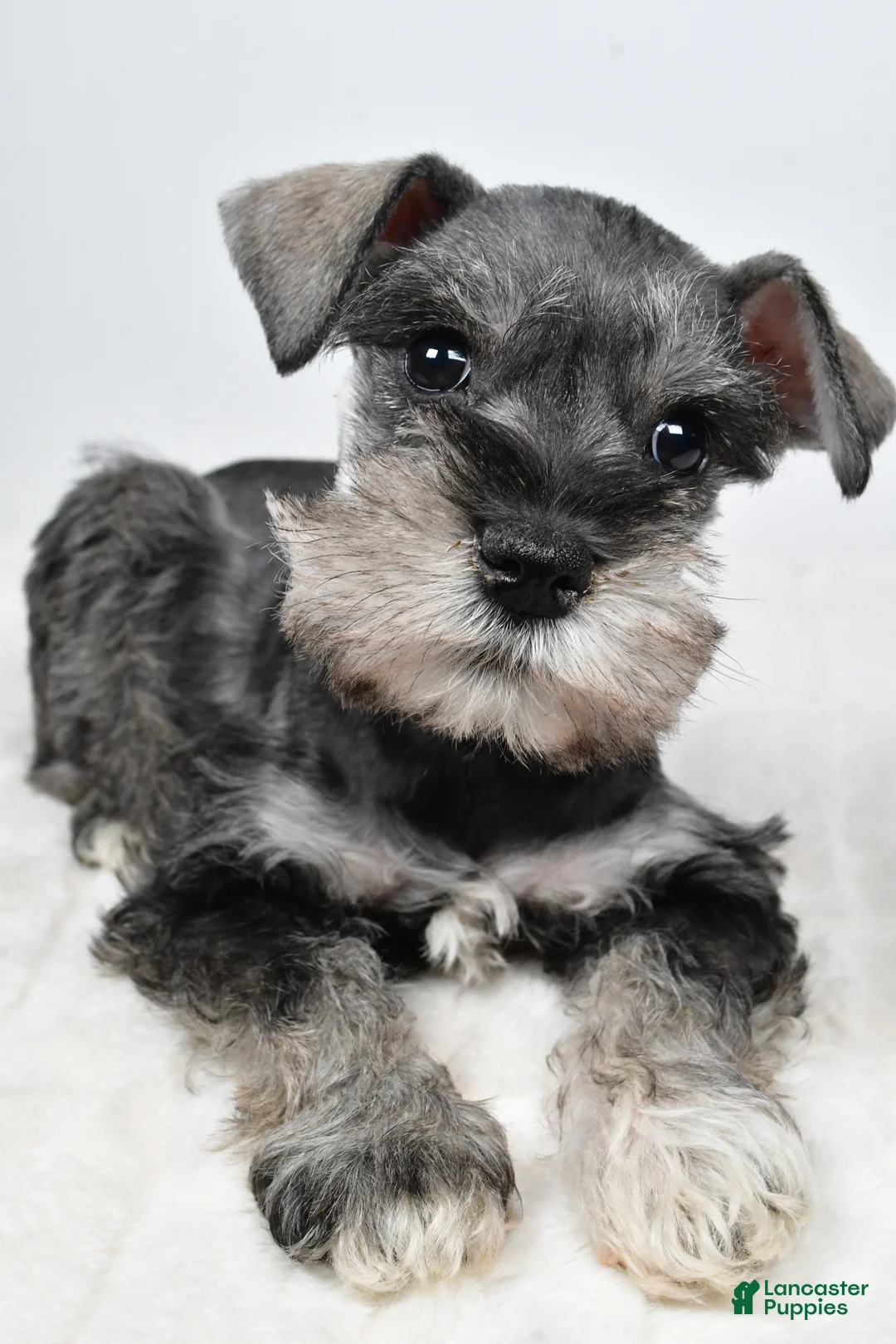 Miniature Schnauzer dogs for sale: Laci - Ad 7