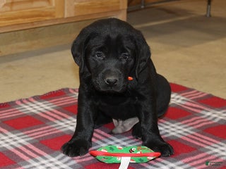 Goldador dogs Jingles - Ad 9