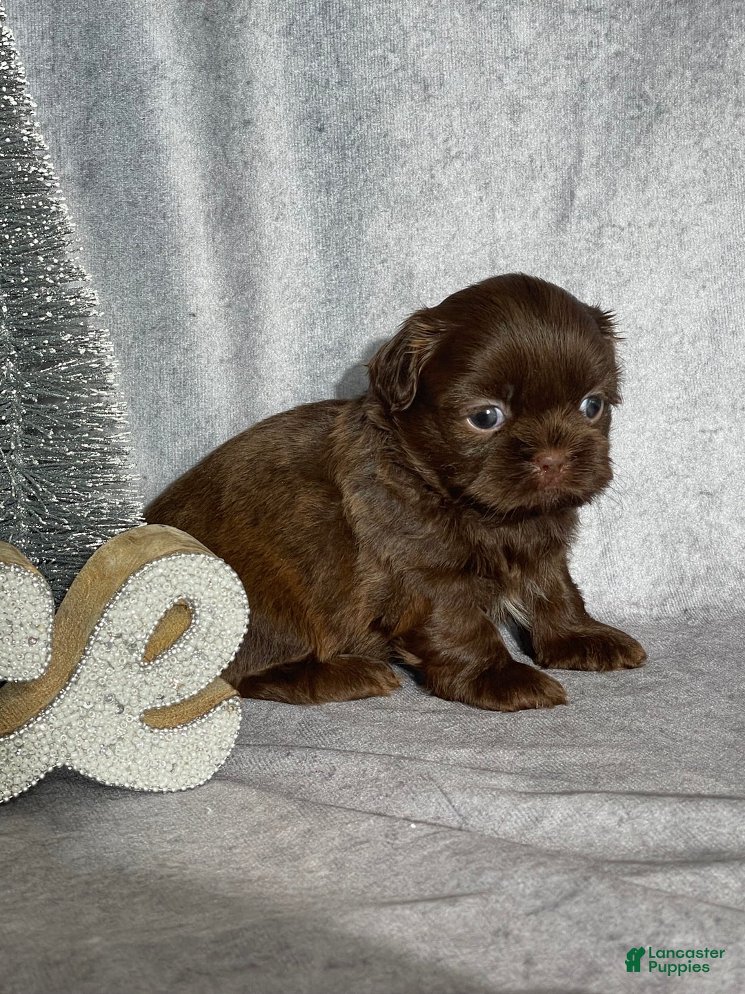 Shih Tzu dogs for sale: Sebastian  - Ad 3