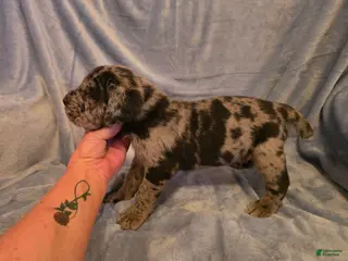 Mixed Breed dogs for sale: Erle - Ad 3