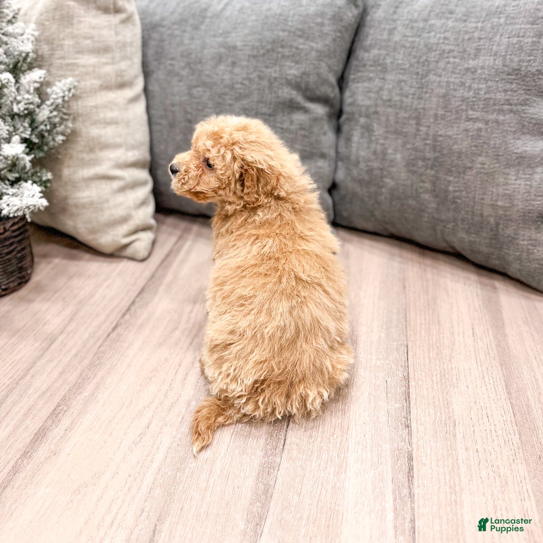 Goldendoodle dogs for sale: Tanner  - Ad 5