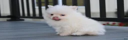 Pomeranian dogs for sale: Mochi - Ad 24