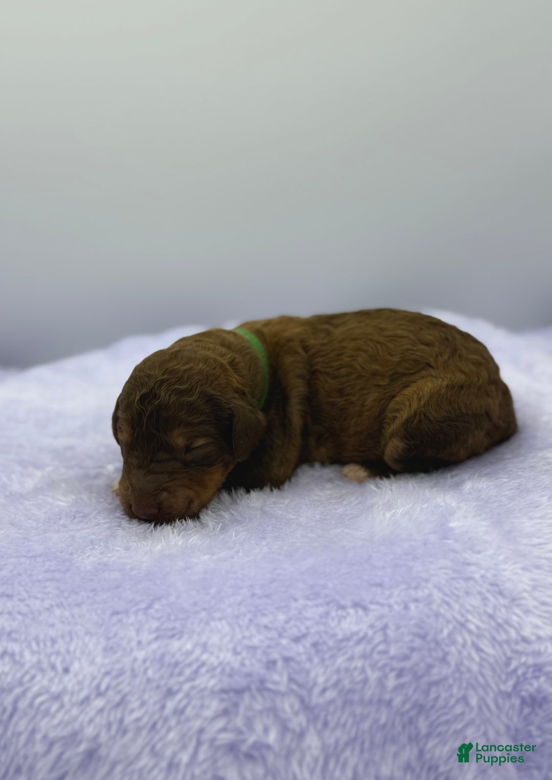 Sheepadoodle dogs for sale: Pumpkin - Ad 2