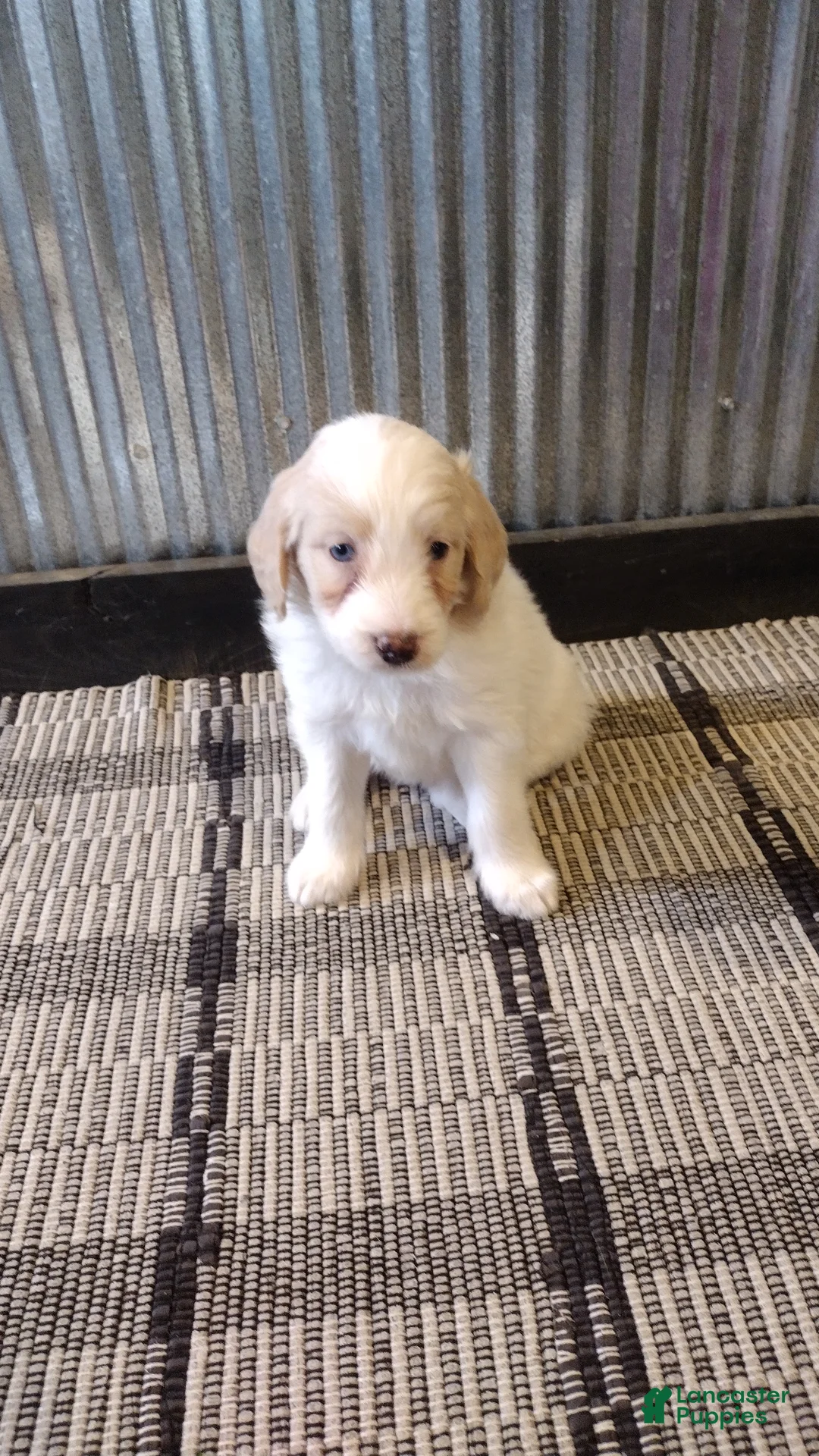 Mini Goldendoodle dogs for sale: Mylie  - Ad 2