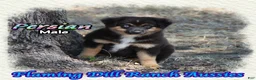 Miniature Australian Shepherd dogs for sale: Persian - Ad 3