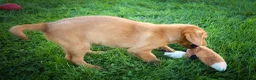 Labrador Retriever dogs for sale: NOAH - Ad 3