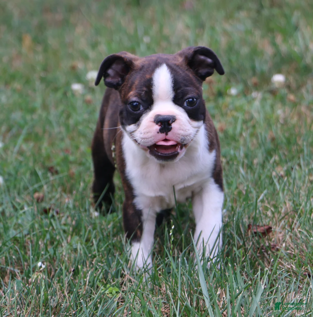 Boston Terrier dogs for sale: Buster - Ad 3