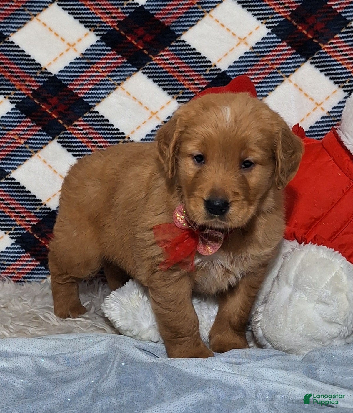 Golden Retriever dogs Arthur - Ad 30