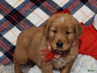 Golden Retriever dogs Arthur - Ad 30