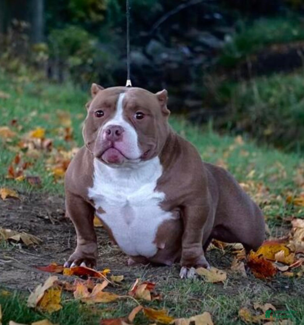 American Bully dogs American Bully 1 - Ad 9