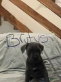 Cane Corso Puppy 4