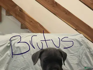 Cane Corso dogs Cane Corso Puppy 4 - Ad 10