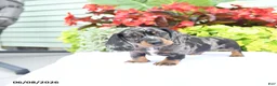 Miniature Dachshund dogs for sale: Oliver - Ad 5