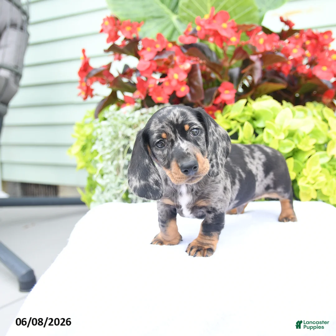 Miniature Dachshund dogs for sale: Oliver - Ad 5