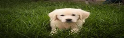 Golden Retriever dogs for sale: Norah - Ad 3