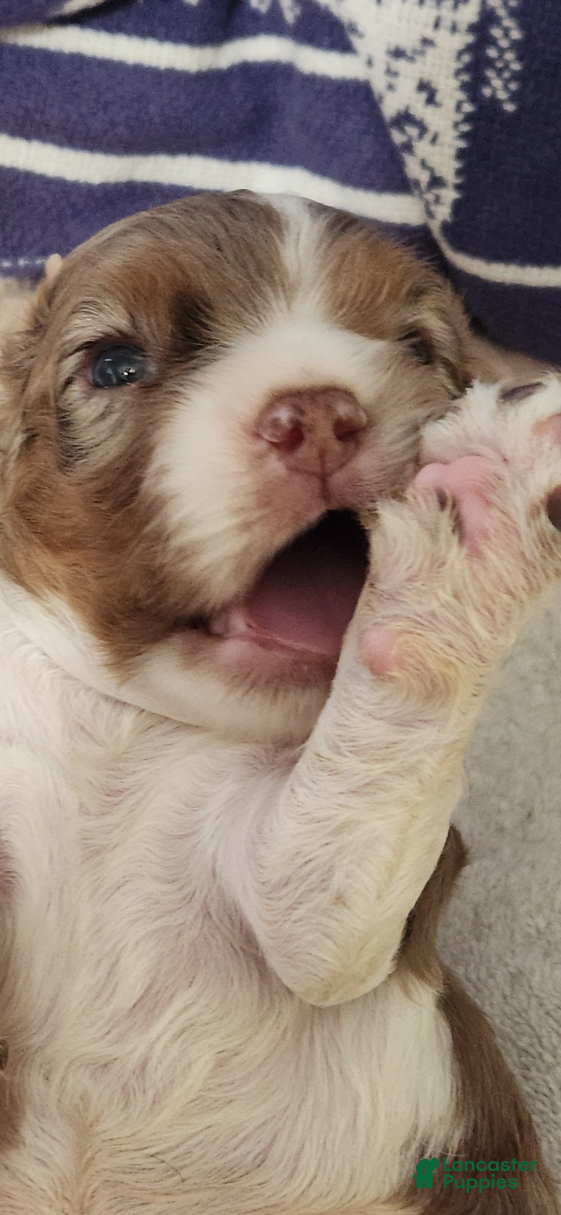 Cocker Spaniel dogs Cocker Spaniel 1 - Ad 2