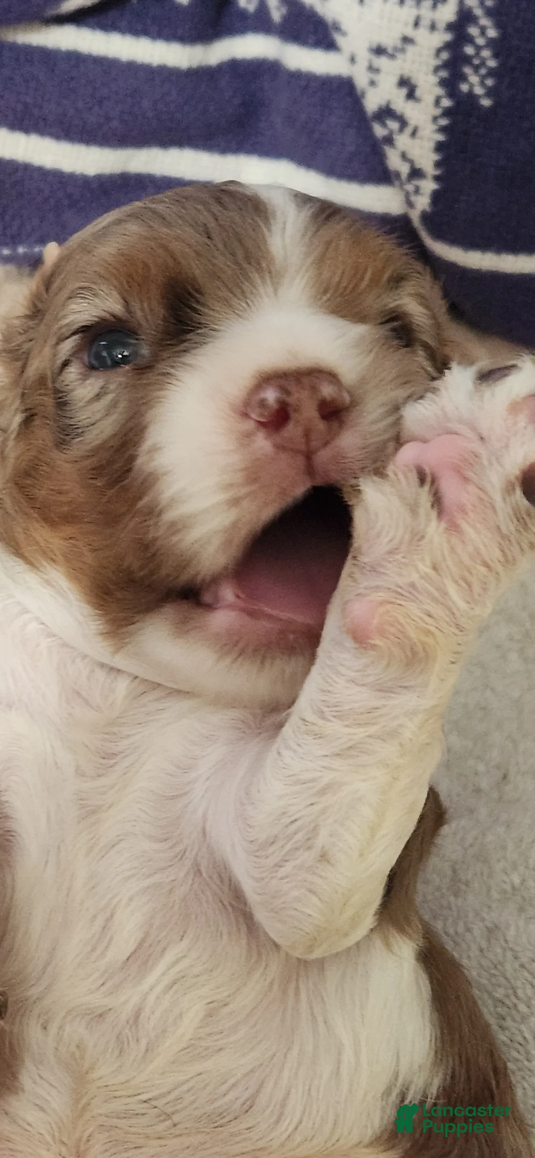 Cocker Spaniel dogs for sale: Cocker Spaniel 1 - Ad 2