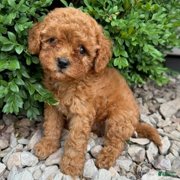 Cavapoo dogs Piper  - Ad 2