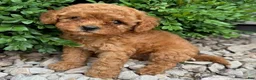 Cavapoo dogs for sale: Piper  - Ad 2