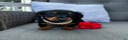 Miniature Dachshund dogs for sale: Lucy - Ad 9