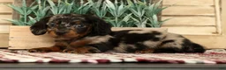 Miniature Dachshund dogs for sale: Milo - Ad 7