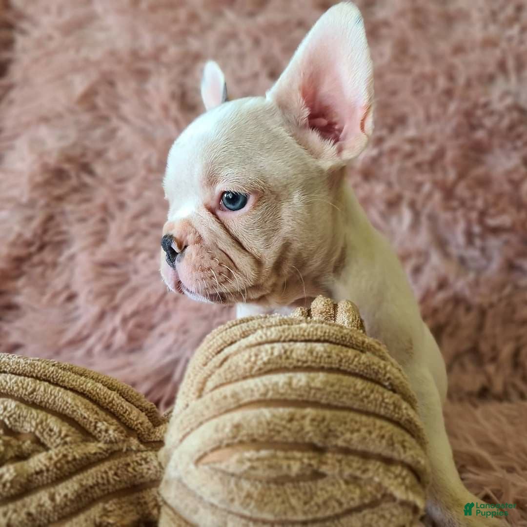 French Bulldog dogs French Bulldog Puppy 1 - Ad 6