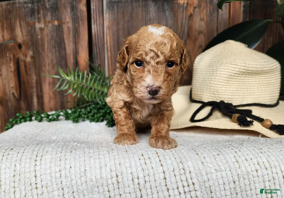 Mini Bernedoodle dogs for sale: Spencer - Ad 2