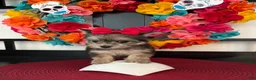 Morkie dogs for sale: Morkie Puppy 1 - Ad 8