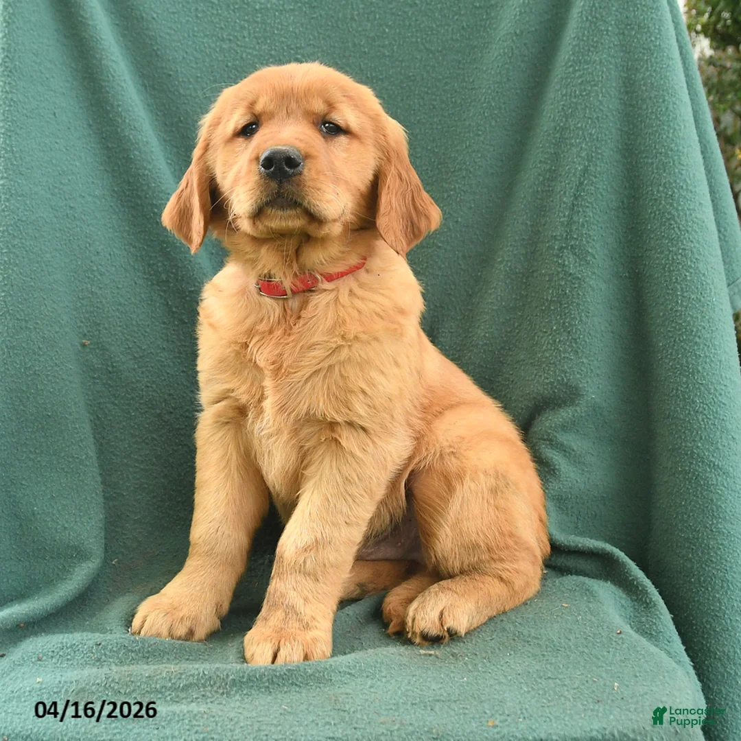 Golden Retriever dogs for sale: Raymond - Ad 3