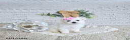 Maltese dogs for sale: Sweetheart EXTRA SMALL - Ad 5