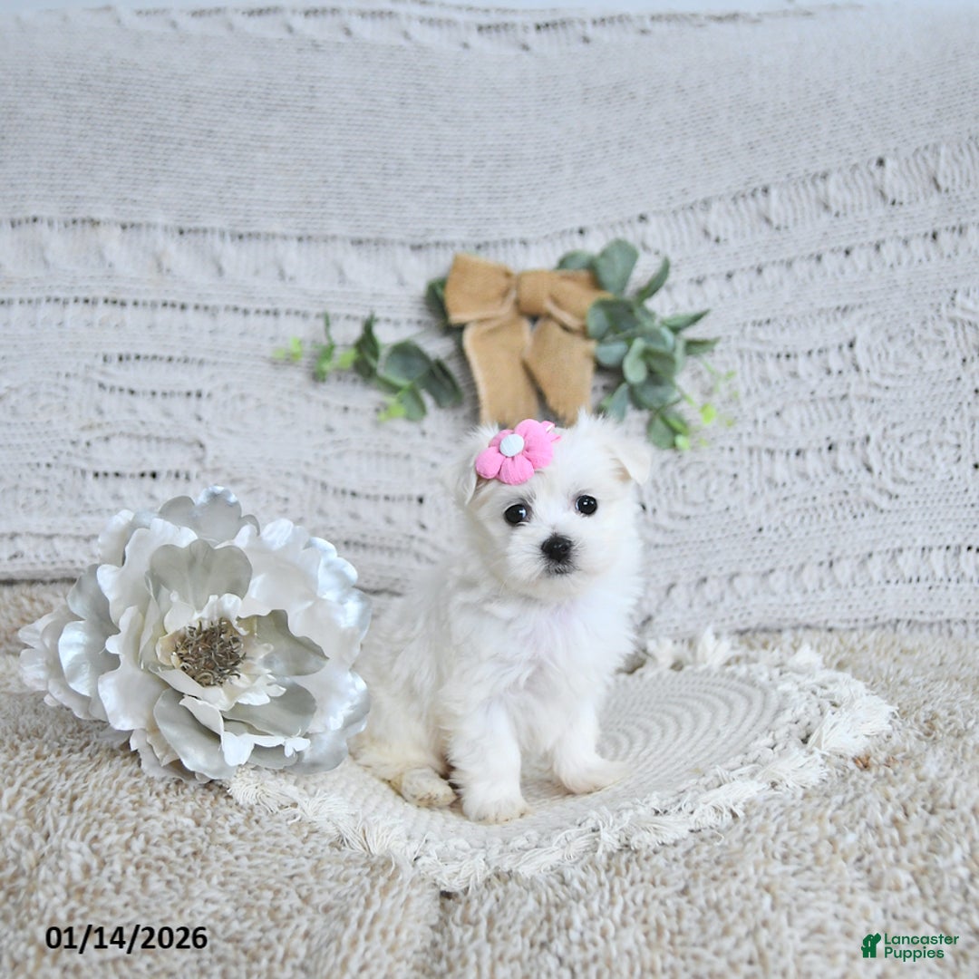 Maltese dogs for sale: Sweetheart EXTRA SMALL - Ad 5