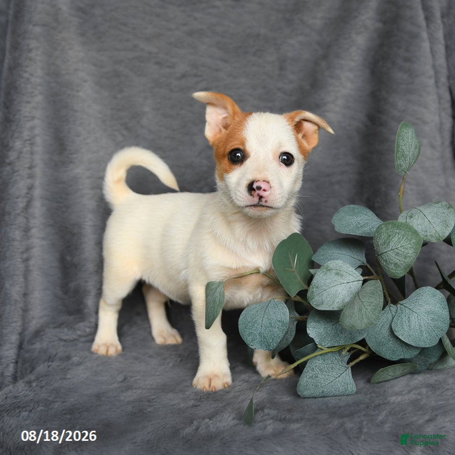 Mixed Breed dogs Romeo - Ad 1