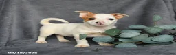 Mixed Breed dogs for sale: Romeo - Ad 1