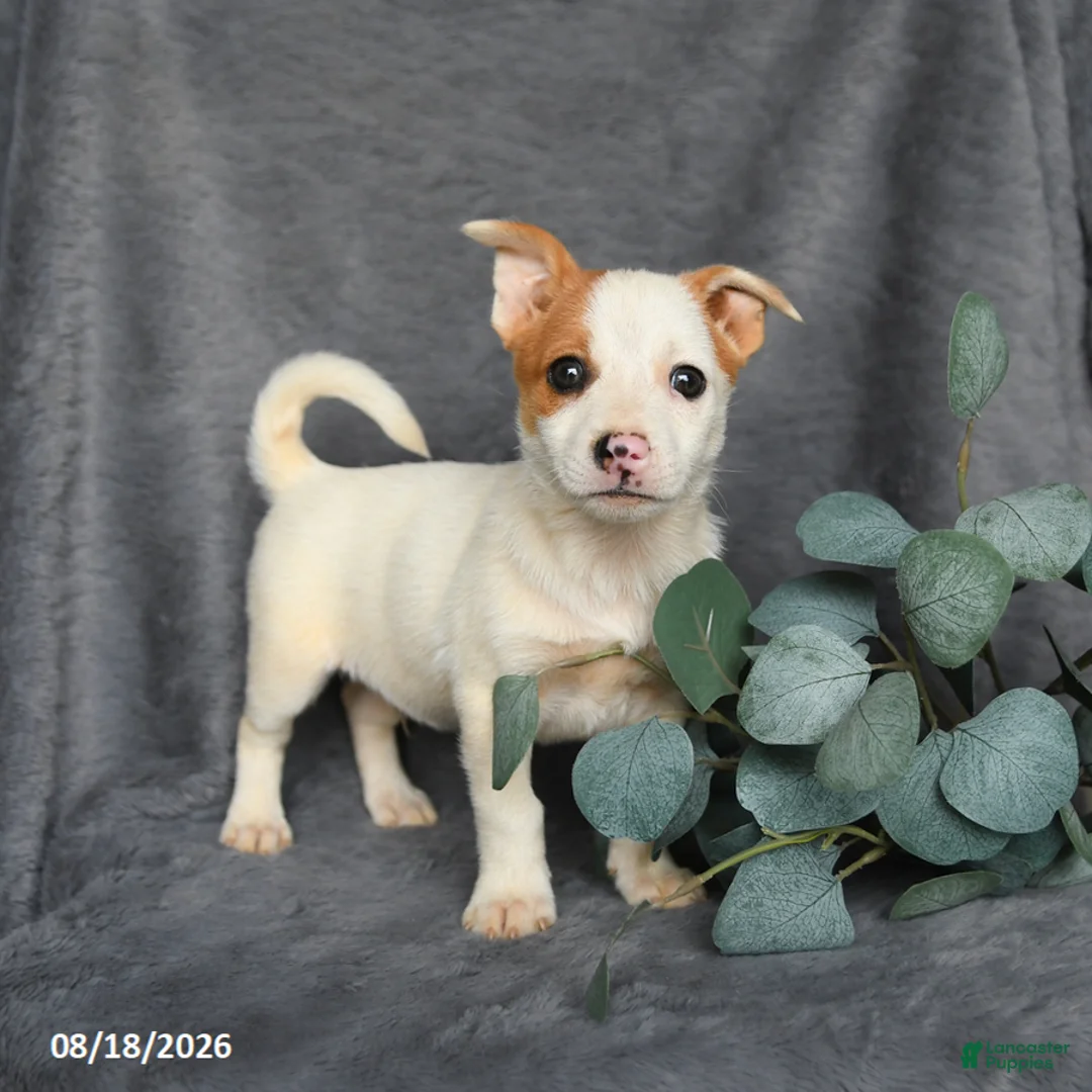 Mixed Breed dogs for sale: Romeo - Ad 1