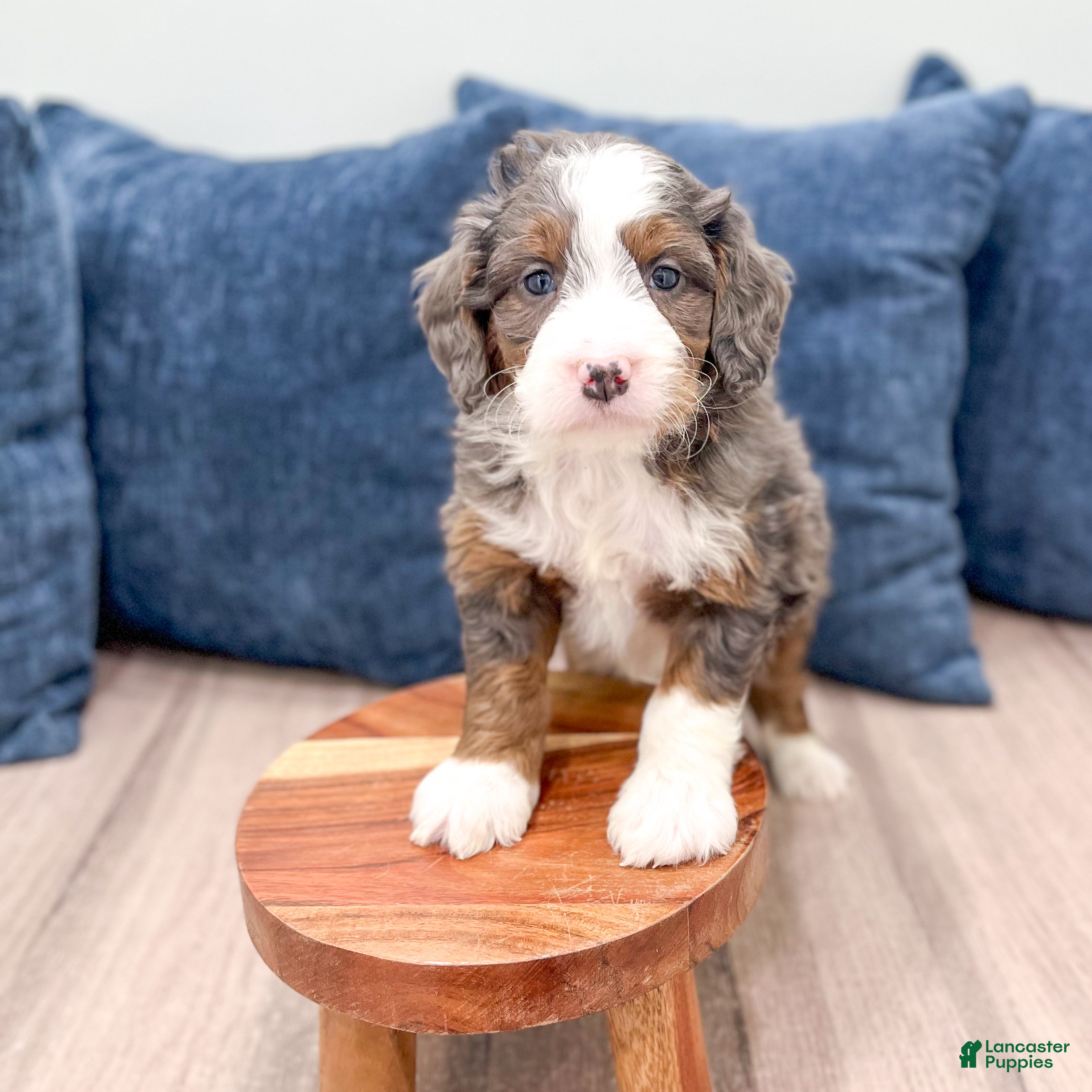 Mini Bernedoodle dogs Allie - Ad 2