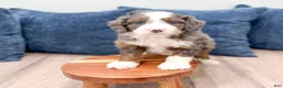 Mini Bernedoodle dogs for sale: Allie - Ad 2