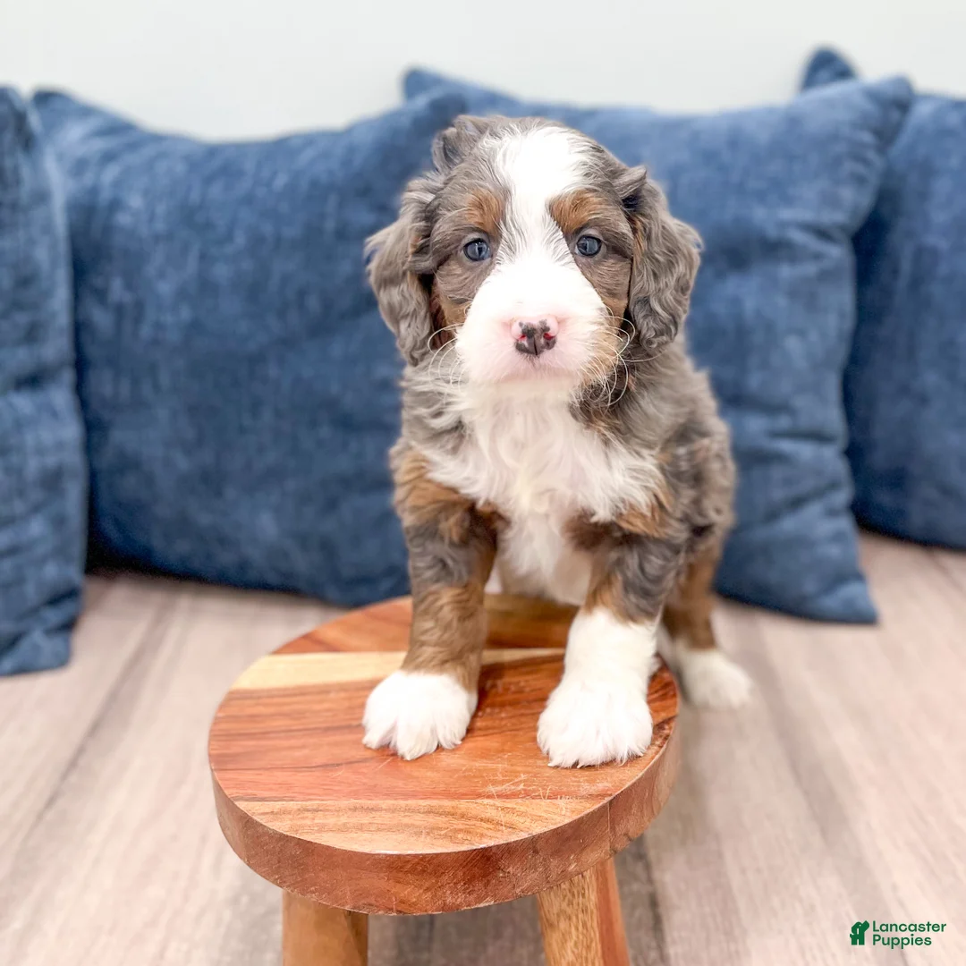 Mini Bernedoodle dogs for sale: Allie - Ad 2